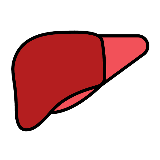 Liver liver internal human organ icon Liver liver internal human organ icon