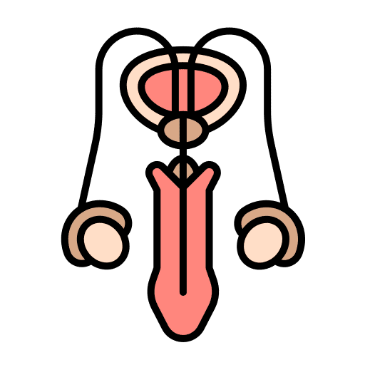 Reproductive system penis testicles masculine organs icon