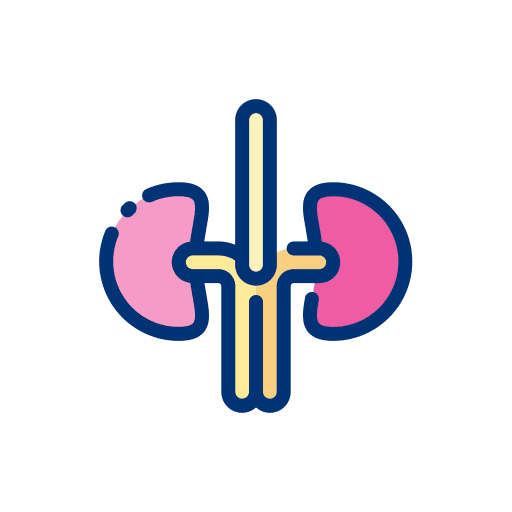 Kidneys body part anatomy healthcare and medical icon Kidneys body part anatomy healthcare and medical icon