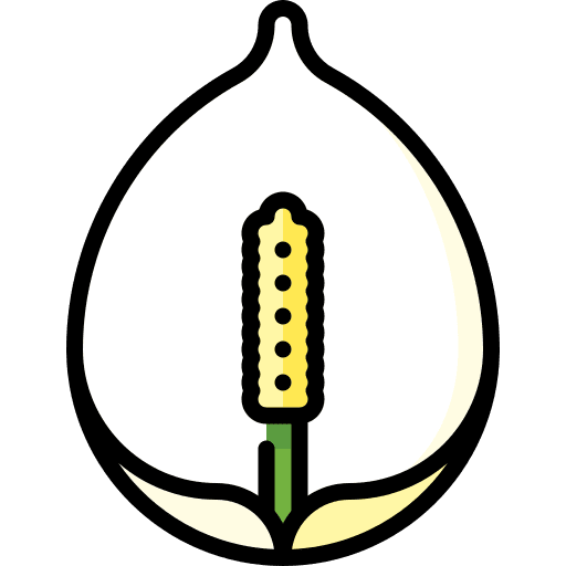 Peace lily flower nature botanical icon Peace lily flower nature botanical icon