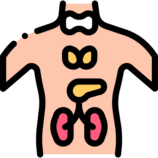Endocrine system anatomy digestive system healthcare and medical icon