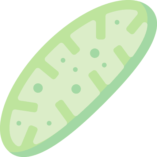 Mitochondria mtdna genome mitochondria icon Mitochondria mtdna genome mitochondria icon