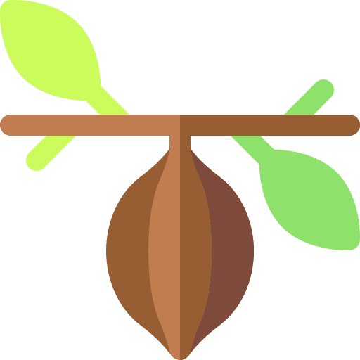 Cocoa nature bean cocoa icon Cocoa nature bean cocoa icon