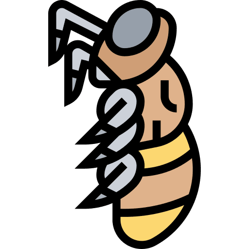 Bee entomology bee zoology icon