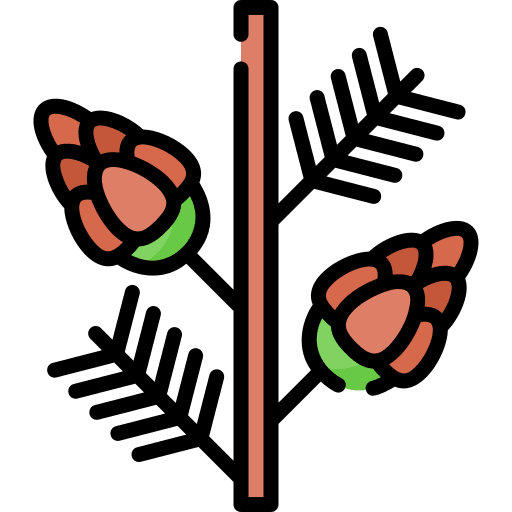 Pine cone pine cone plant nature icon
