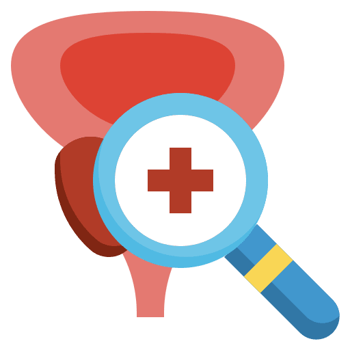 Prostate masculine anatomy medical icon