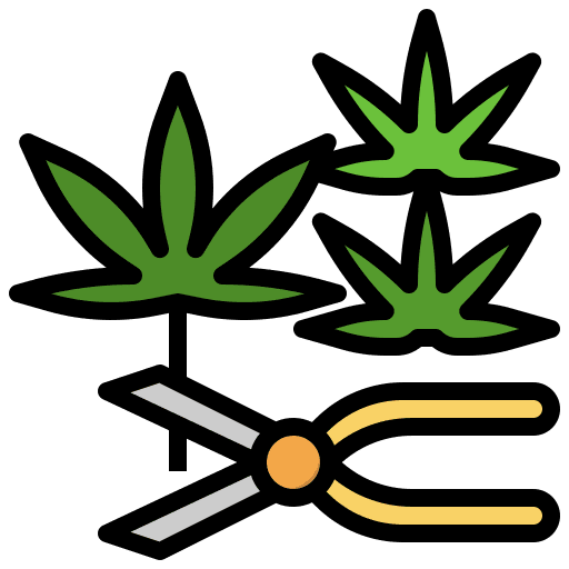 Harvest plant cannabis botanical icon Harvest plant cannabis botanical icon