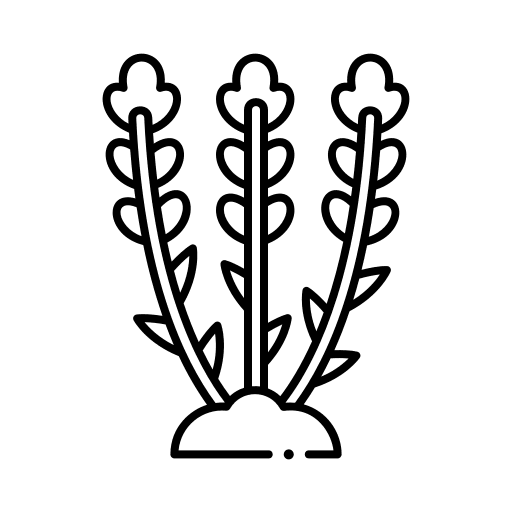 Lavender aroma botanical plant icon
