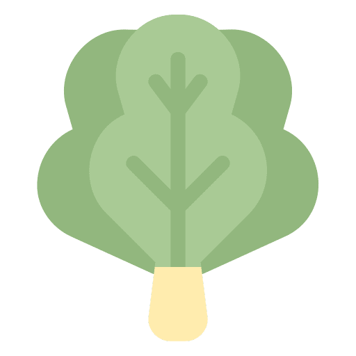 Lettuce cabbages organic food and restaurant icon Lettuce cabbages organic food and restaurant icon