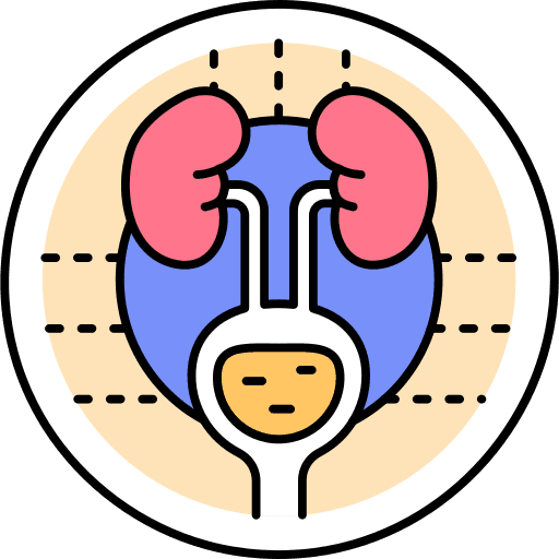 Urology kidney medical body organ icon