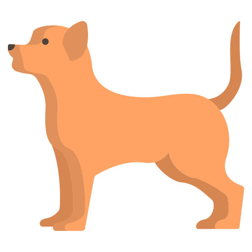 Chihuahua pet chihuahua zoology icon Chihuahua pet chihuahua zoology icon