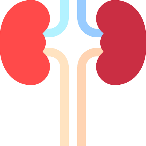 Kidneys urology kidneys body part icon
