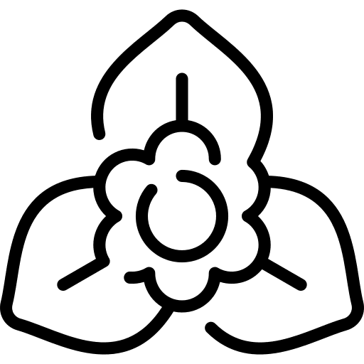 Bougainvillea nature botanical blossom icon
