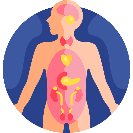 Endocrine endocrine endocrine system healthcare and medical icon