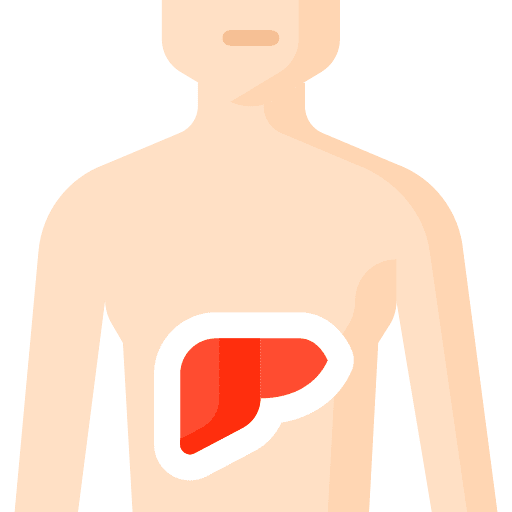 Liver body parts human body liver icon