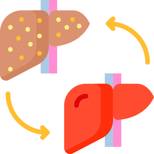 Transplant liver healthcare and medical human body icon Transplant liver healthcare and medical human body icon