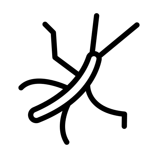 Insect insect entomology bug icon