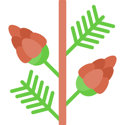 Pine cone pine tree tree plant icon
