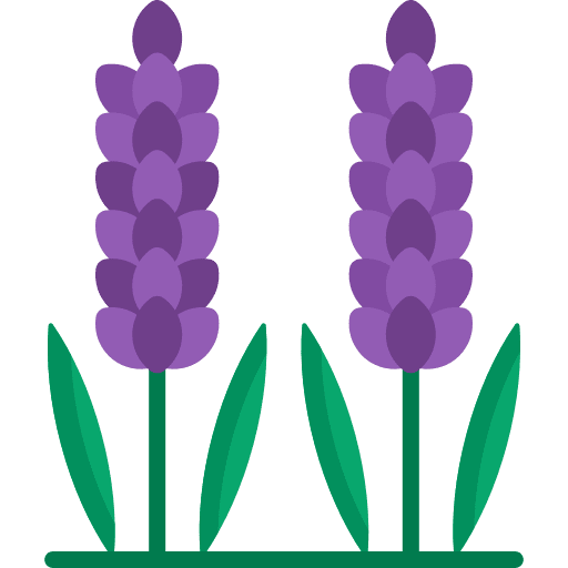 Lavender nature aroma essence icon Lavender nature aroma essence icon