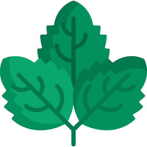 Mint plant leaf peppermint icon Mint plant leaf peppermint icon