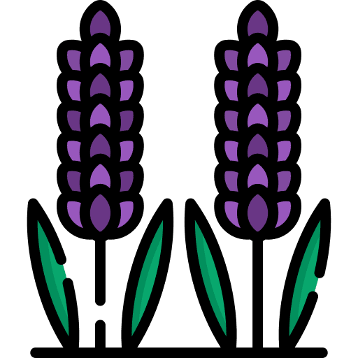 Lavender nature botanical flower icon Lavender nature botanical flower icon
