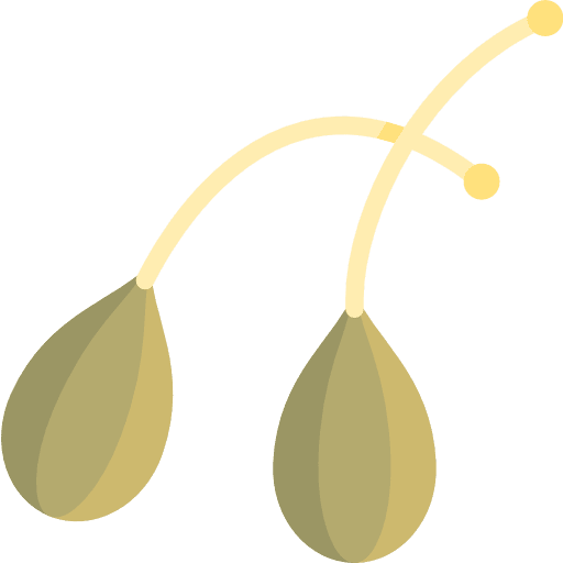 Caper caper vegetarian food icon