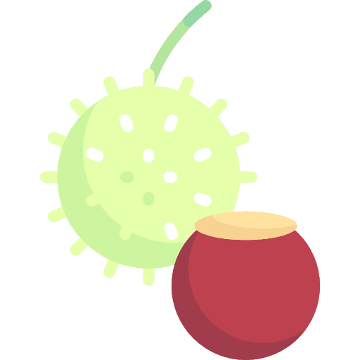 Chestnut fruit chestnut diet icon