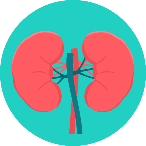 Kidneys anatomy medical urologist icon