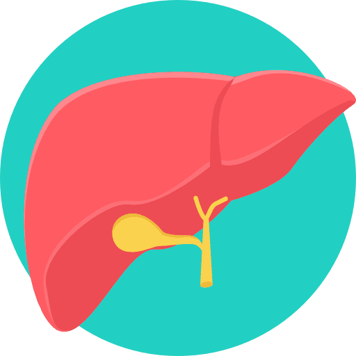 Liver healthcare and medical organ medical icon