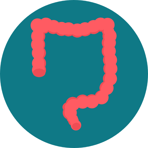 Large intestine colon large intestine organ icon