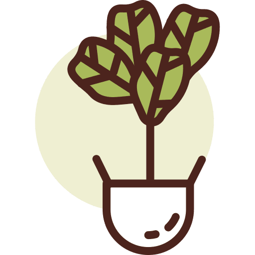 Botanic fiddle plant botanic icon Botanic fiddle plant botanic icon