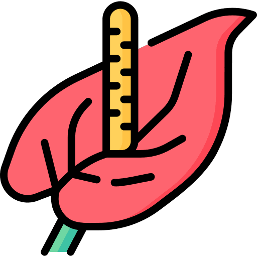 Anthurium botanical plant nature icon