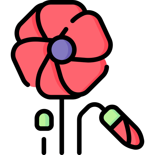 Poppy blossom plant flowers icon