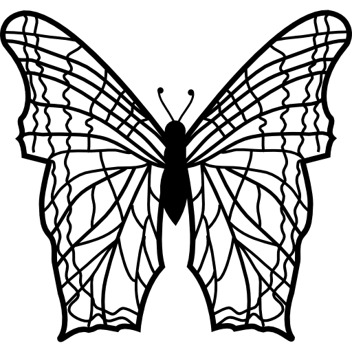 Butterfly with complex thin lines pattern wings from top view animal butterfly top view icon