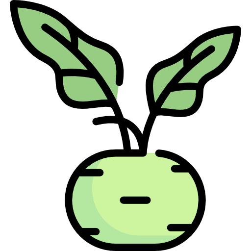 Kohlrabi diet food and restaurant organic icon