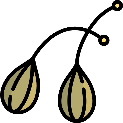 Caper organic healthy food vegetarian icon