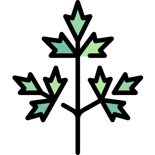 Parsley vegetable parsley vegetarian icon