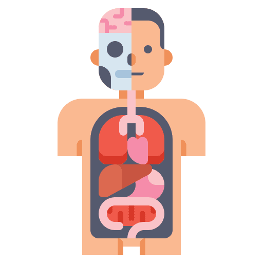 Anatomy healthcare and medical anatomy body icon