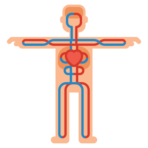 Circulatory system anatomy healthcare and medical body parts icon