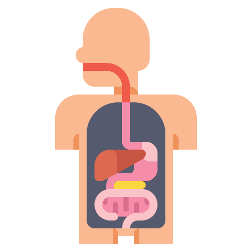 Digestion anatomy intestine human body icon