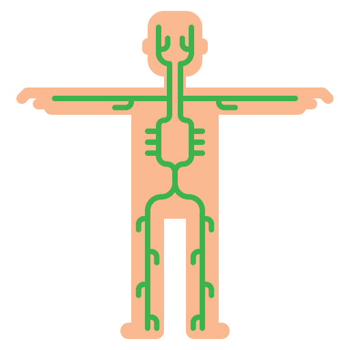 Lymphatic vessel healthcare and medical spleen immune icon