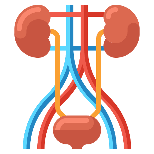 Urinary tract anatomy kidney kidneys icon