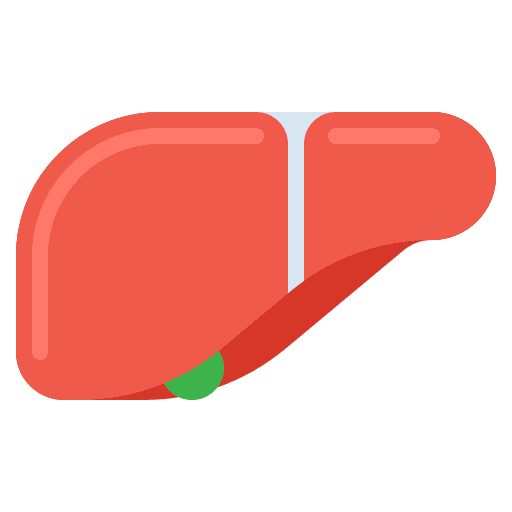 Liver anatomy body parts liver icon