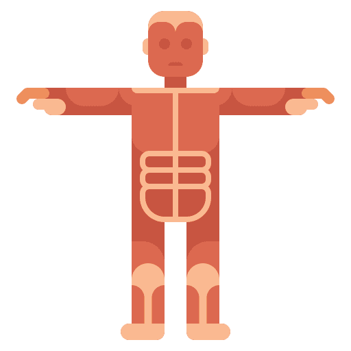 Muscular body parts muscular muscle icon