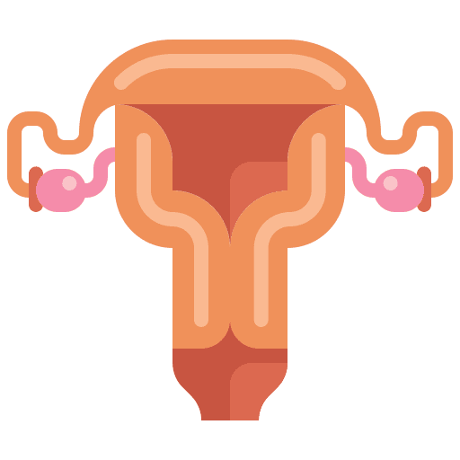 Uterus anatomy uterus healthcare and medical icon