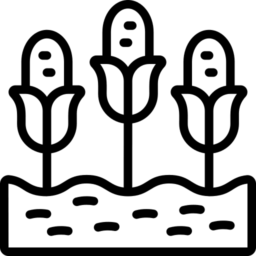 Corn farm farming farming and gardening icon