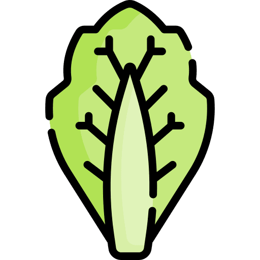 Cabbage vegetable food and restaurant salad icon