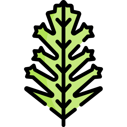 Frisee frisee food and restaurant vegetable icon