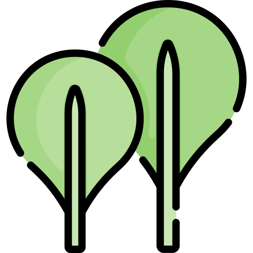 Mache corn salad mache vegetable icon