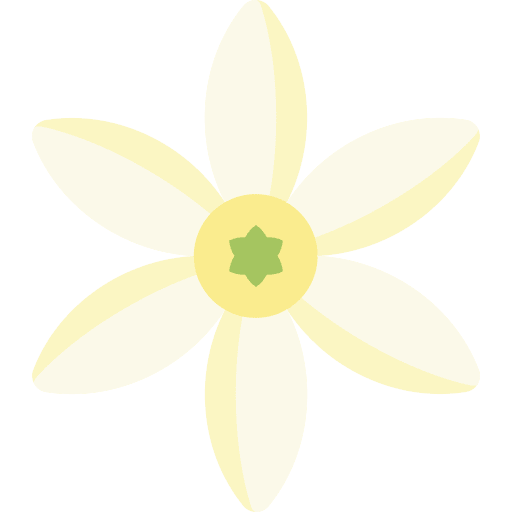 Jasmine nature botanical blossom icon Jasmine nature botanical blossom icon